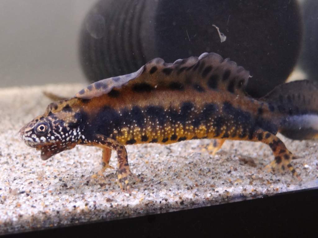 Triturus dobrogicus male