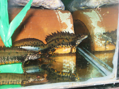 Triturus dobrogicus males