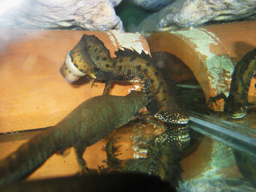 Triturus dobrogicus tail fan 1