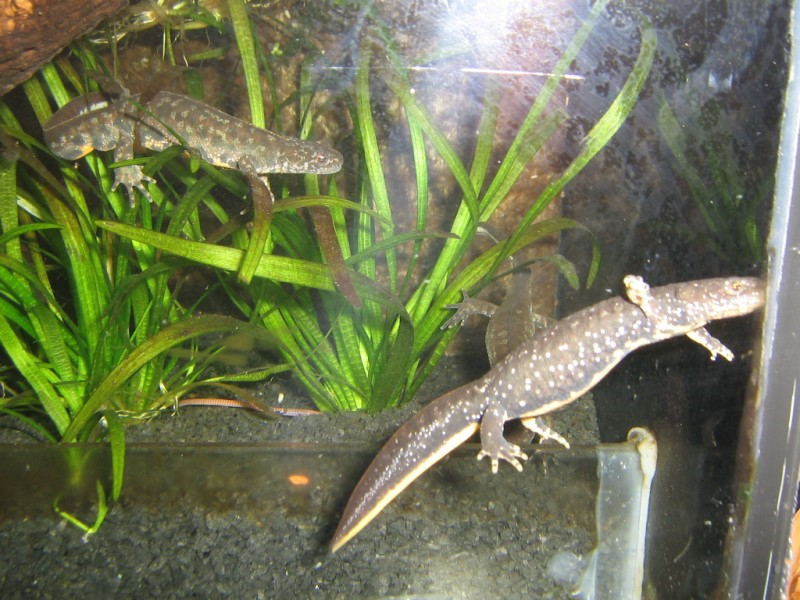 Triturus karelinii kaukasus
