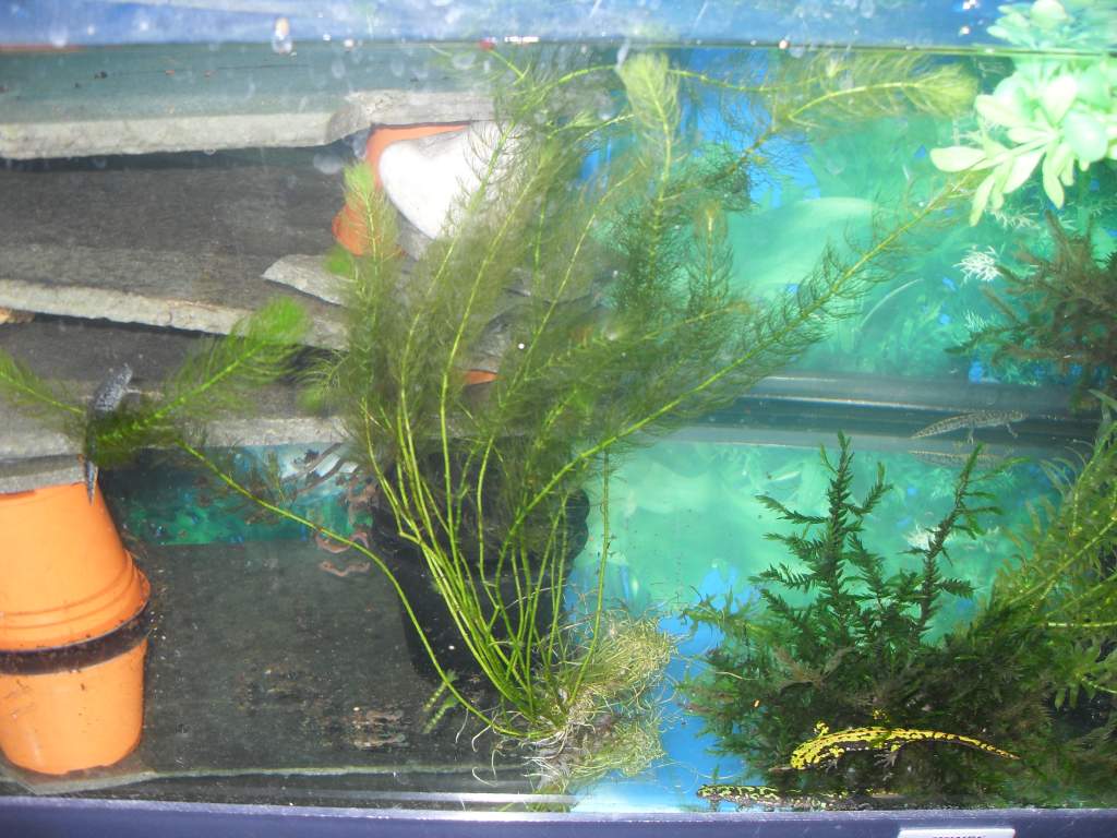 triturus,marmoratous,cristatus