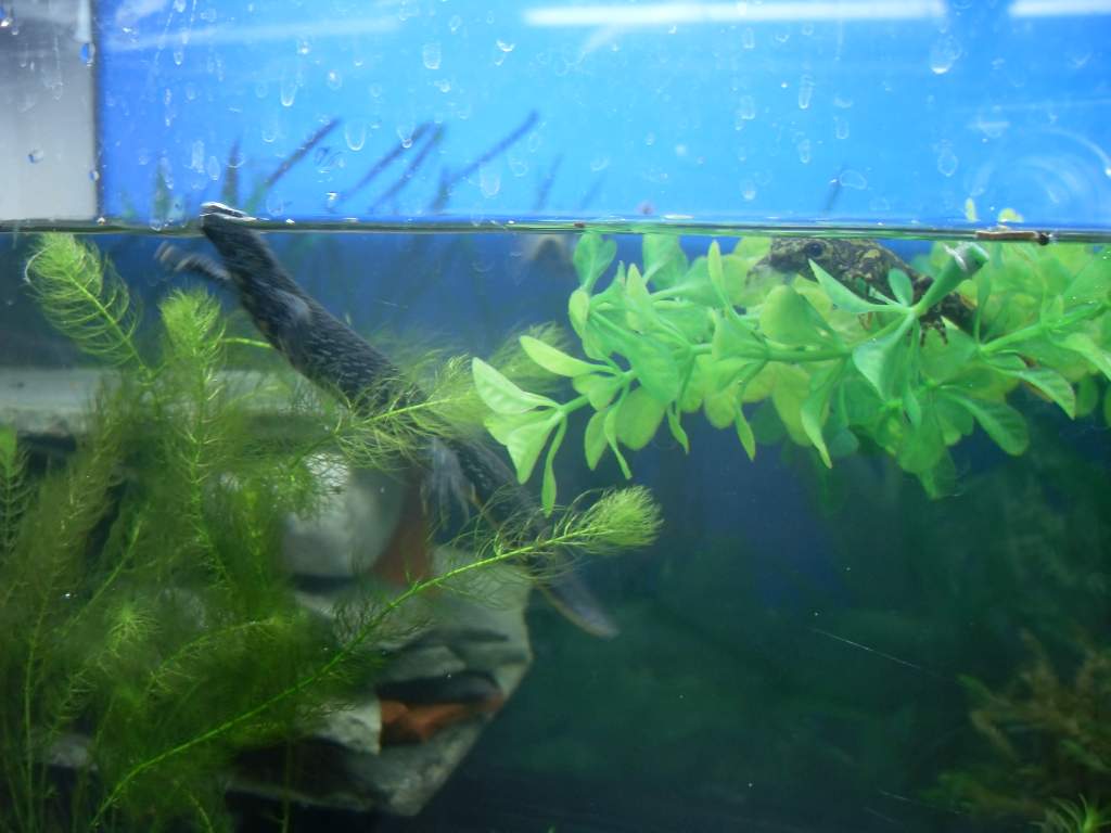 triturus,marmoratous,cristatus