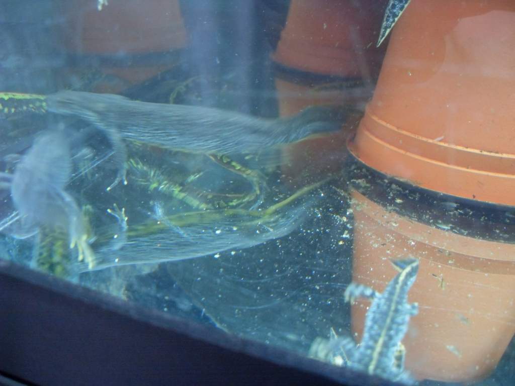 triturus,marmoratous,cristatus