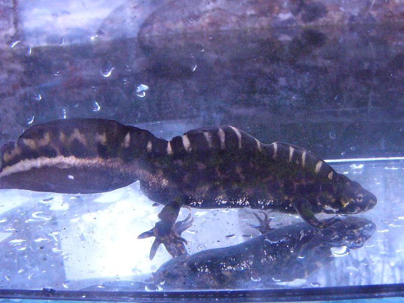 Triturus marmoratus, adult male.