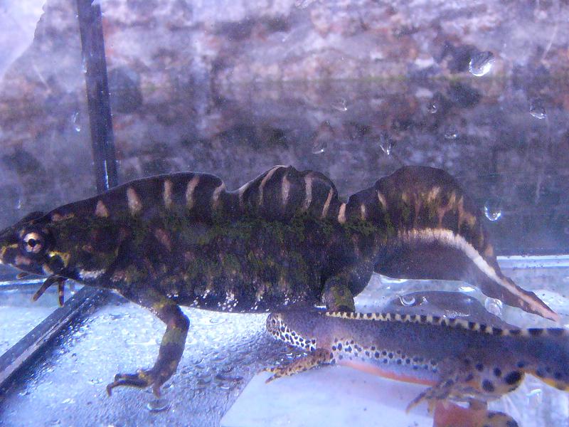 Triturus marmoratus and Ichthyosaura alpestris cyreni.