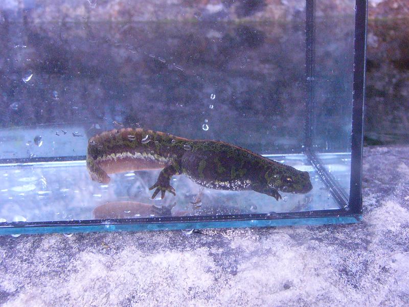 Triturus marmoratus, gravid female.