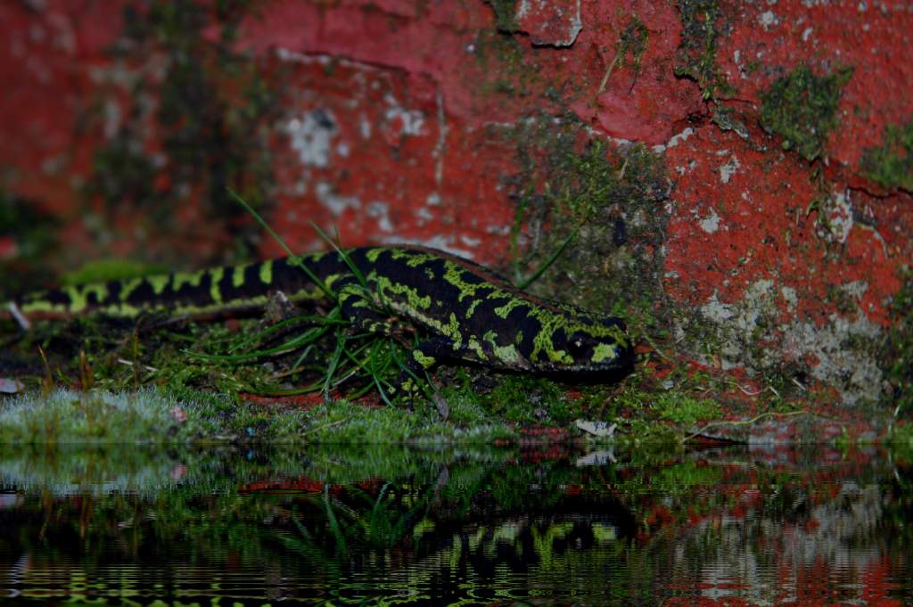 Triturus marmoratus near water
