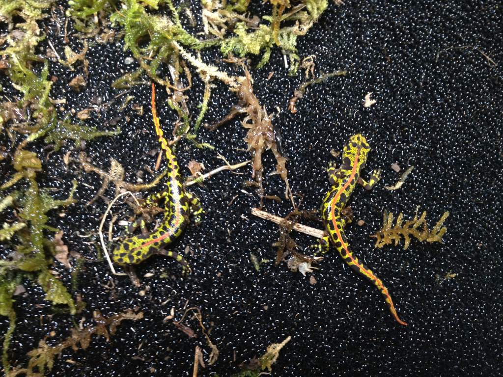 Triturus marmoratus X2
希望快快长大！