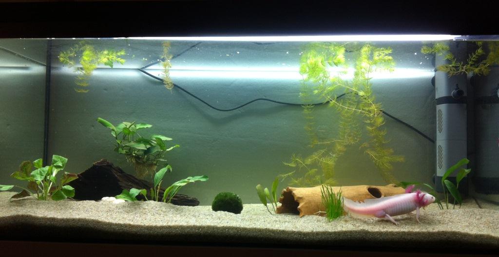 Trofast in his new aquarium