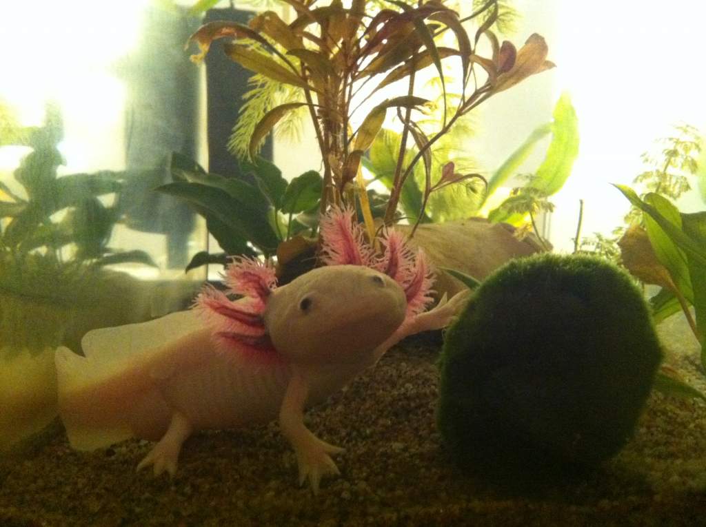 Trofast in his old tank