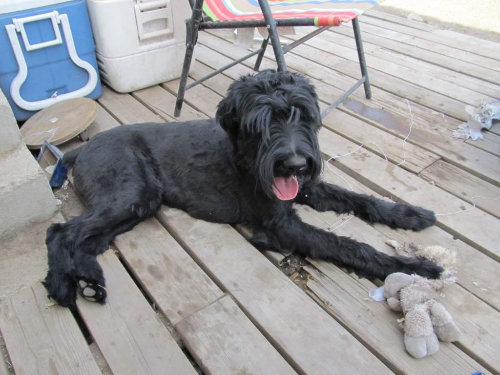 Trucker with a summer clip.  He's one year old.