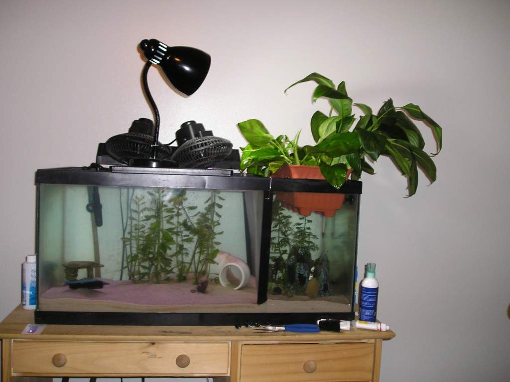 Trying a new project, moved most my aquatic plants to other tanks, and am seeing how well hydroponics work out for filtration
