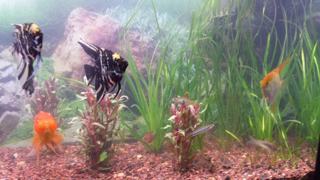 Trying some different plants, tank is a little bare on the other side.