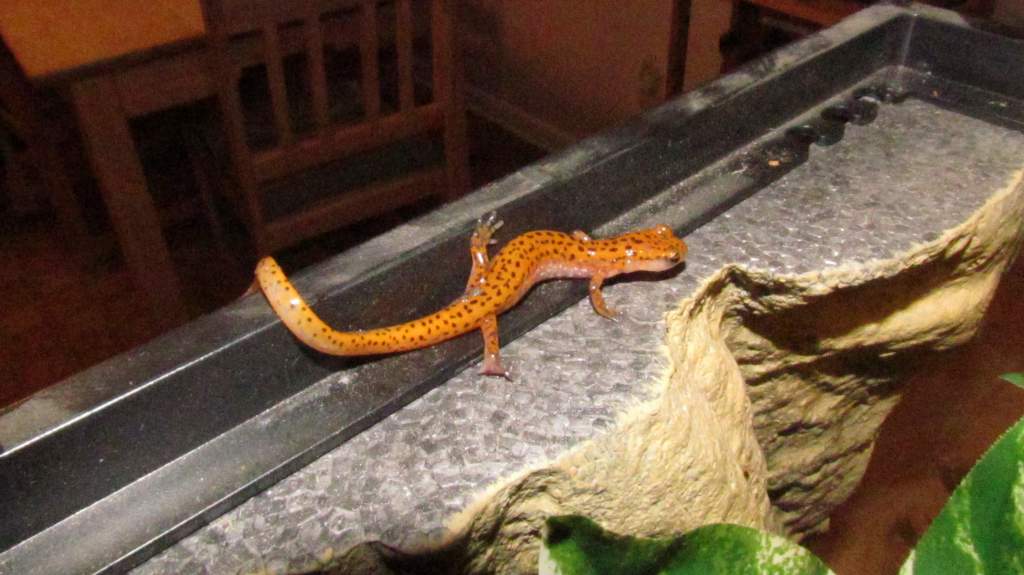 Trying to escape