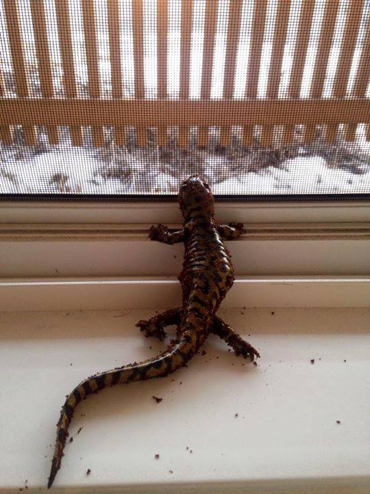 Trying to walk outside...