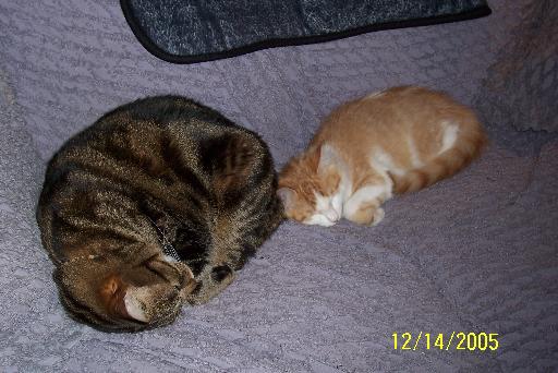 Twink & Lily, when Twinkie was a baby before he became a terror.