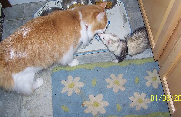 Twinkie and Dipsy smelling each other instead of Twinkie just swatting him!