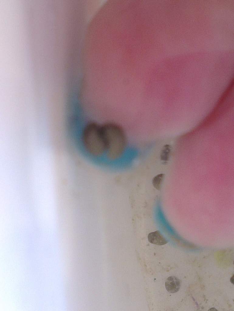 Twins......going bean shaped already....have about 12 pairs like this.....so exciting