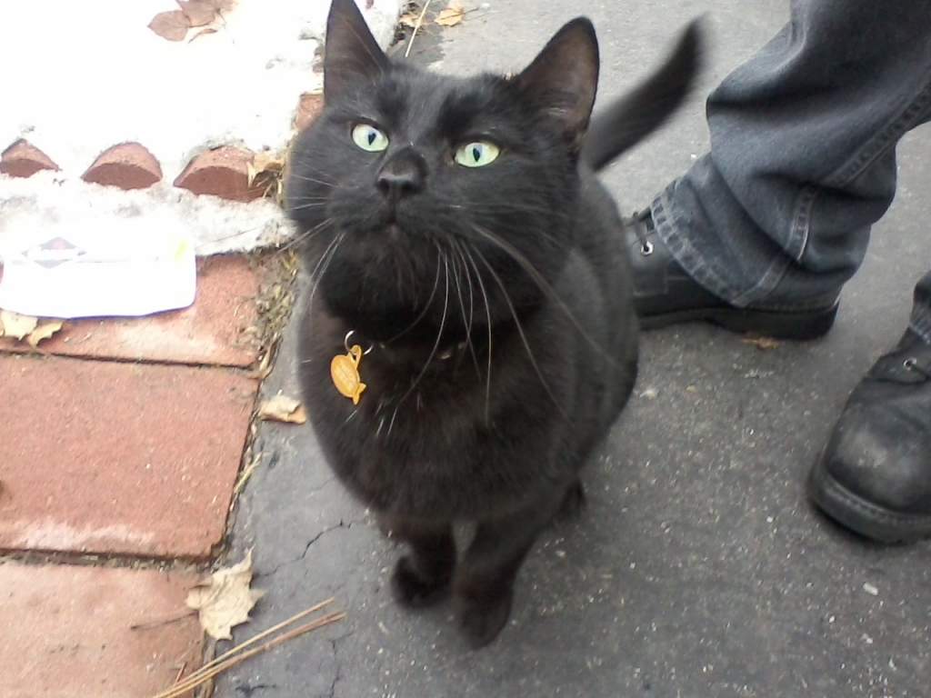 Twitch again. Taking pictures of black cats is so hard =__= I'm glad he sat still for this one.