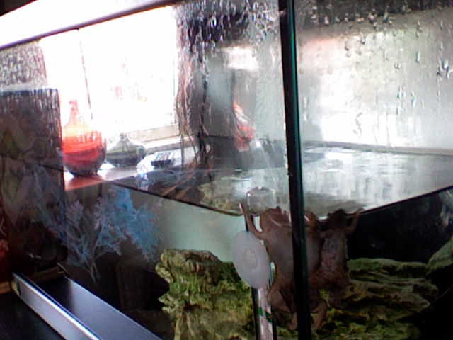 Two frogs with the same favorite spot