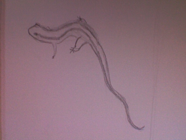 two lined sal as a reference for a drawing i'm doing for my nephew, where i take a sal and transform it into a dragon