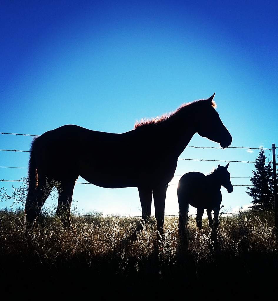 Two mustangs basking in the midday sunshine.