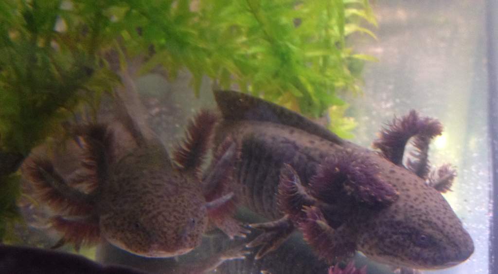 Two of my Andersoni - Zoidberg and Reggie April 26th 2012 - posted to show how much they have grown and how their colouration looks