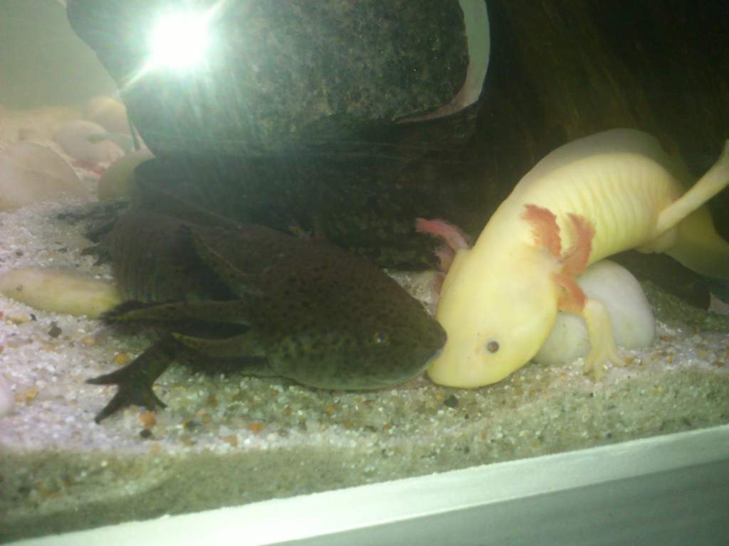 Two pretty boys