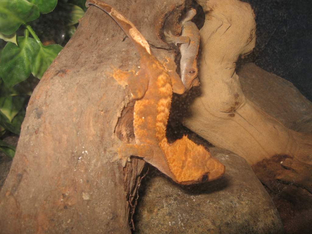 Tyler in the foreground, Sam in the background, on wood collected from my yard.