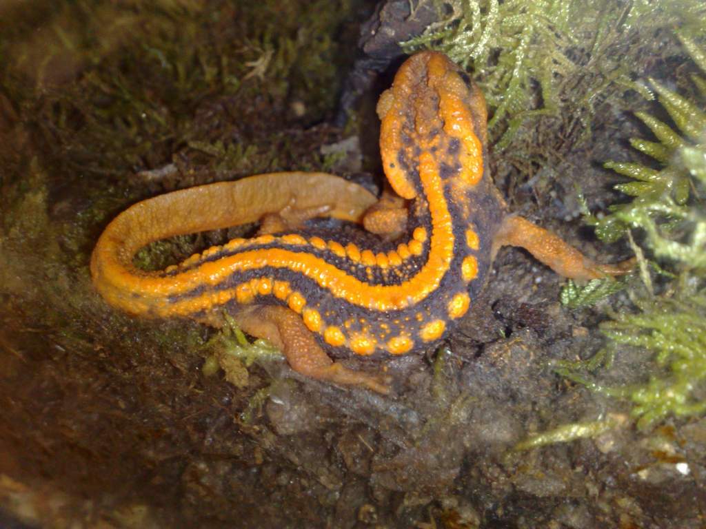 Tylototriton shanjin