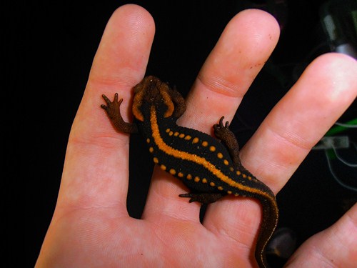 Tylototriton shanjing adult female