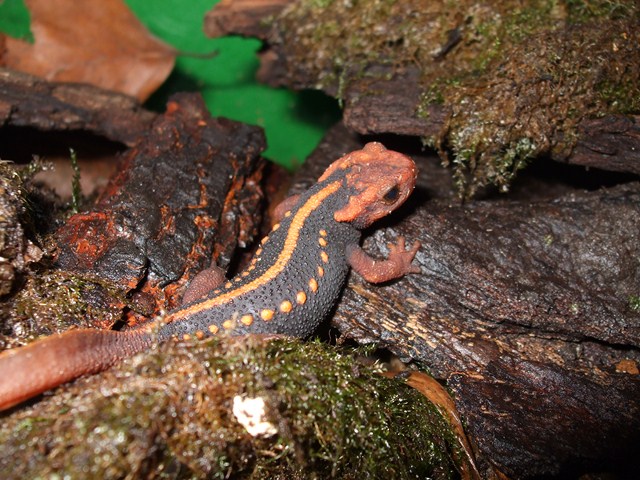 Tylototriton shanjing adult male