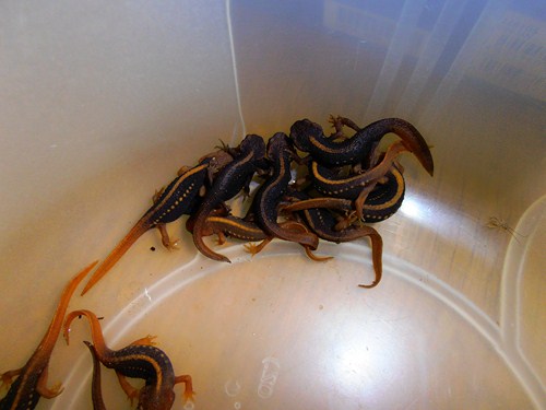 Tylototriton shanjing CB 2011
