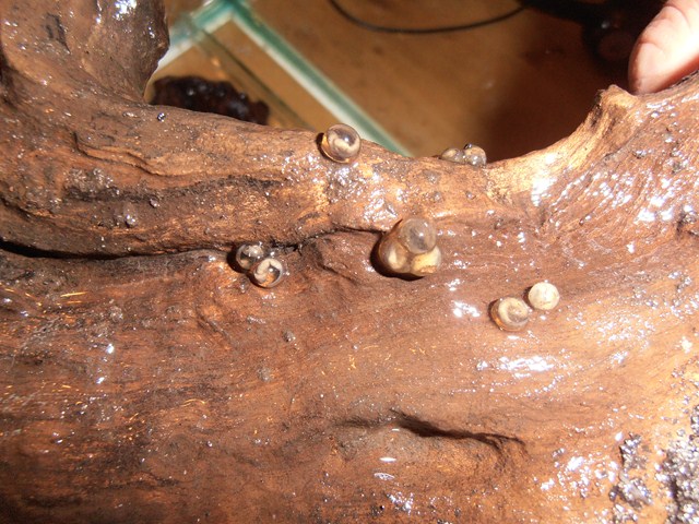 Tylototriton shanjing eggs
