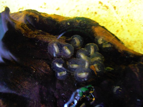 Tylototriton shanjing eggs