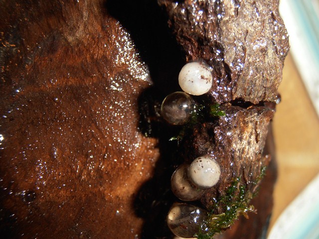 Tylototriton shanjing fertile and unfertile eggs