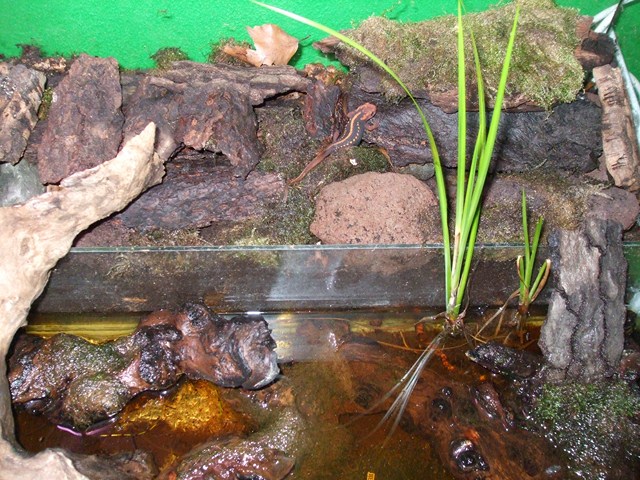 Tylototriton shanjing terrarium