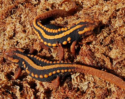 Tylototriton shanjing