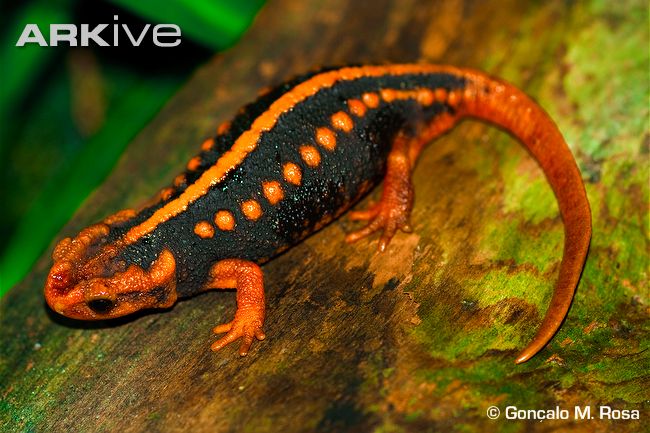 Tylototriton shanjing