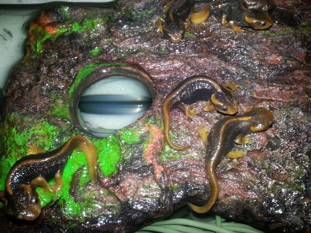 Tylototriton verrucosus (Himalyan)
