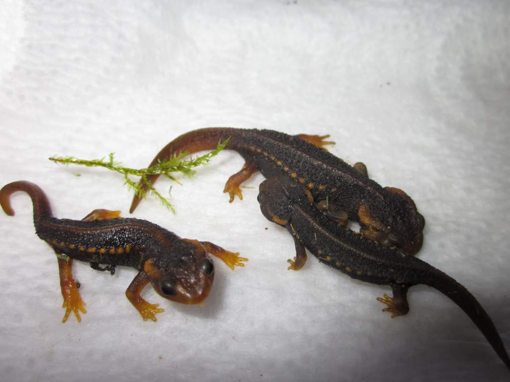 Tylototriton verrucosus juveniles raised 2011. Tylo's 004