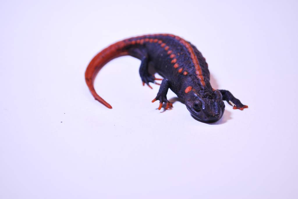 Tylototriton yangi Female