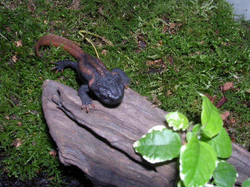 Tylototryton kweichowensis