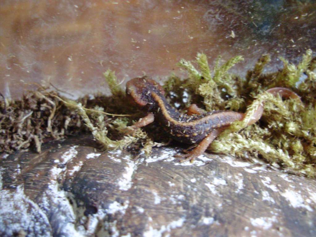 Tylotriton shanjing juvenile