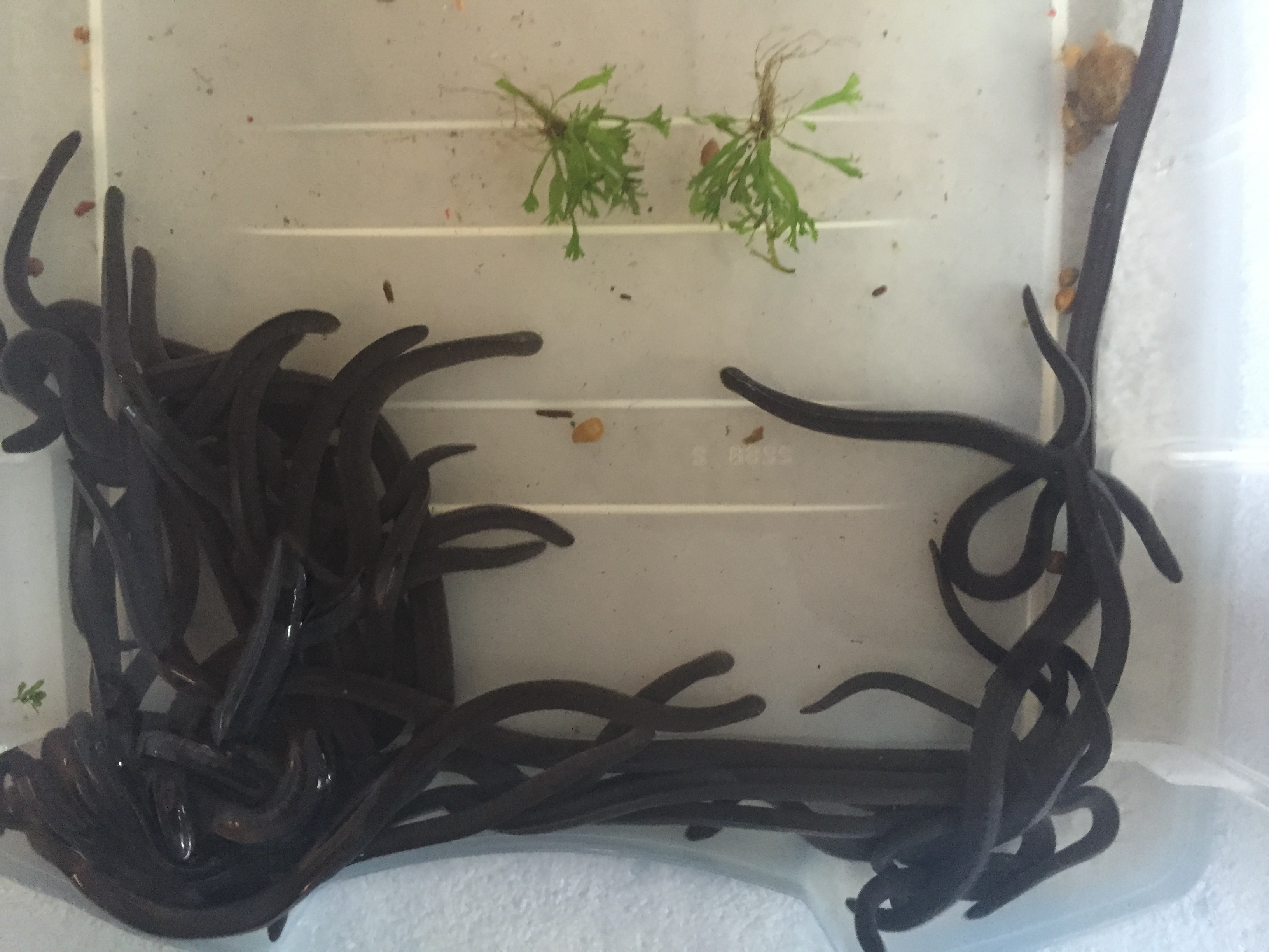 Typhlonectes Natans - moving some of the younger ones to a separate aquarium to give them some space