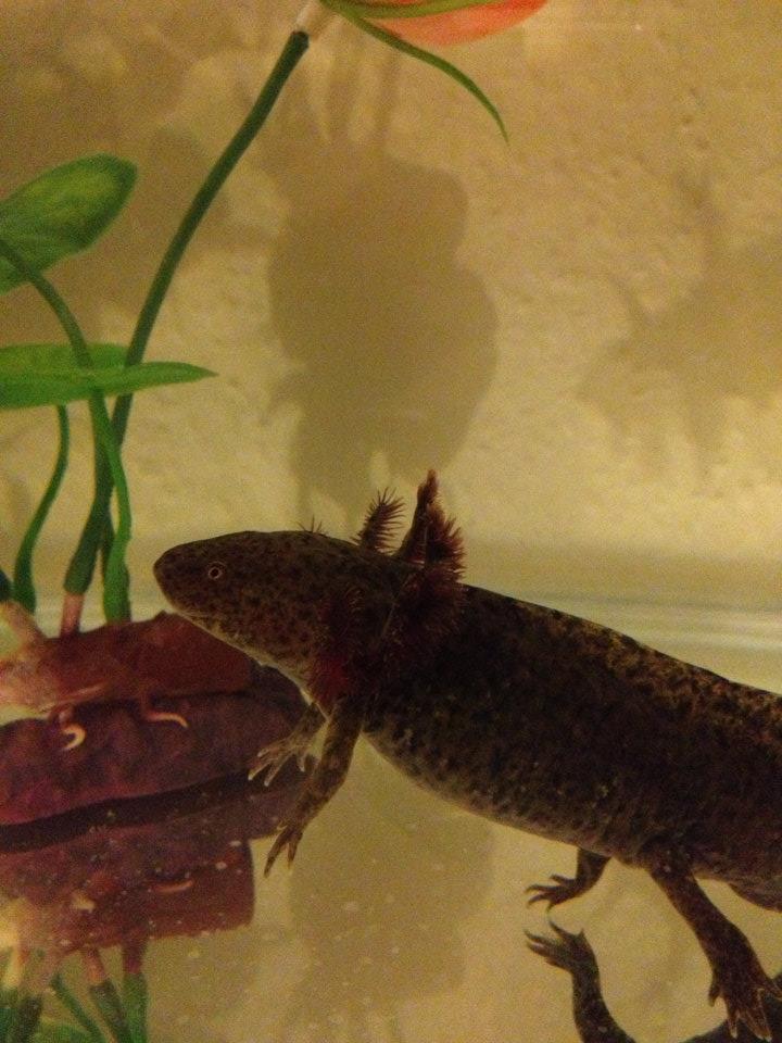 Typical Andersoni T Rex pose!