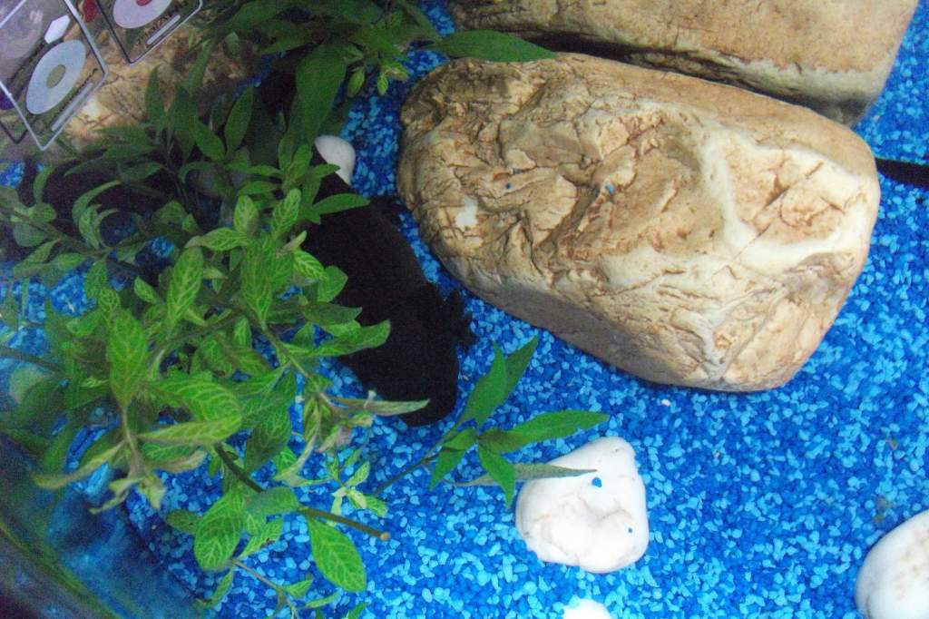tyrone from above
