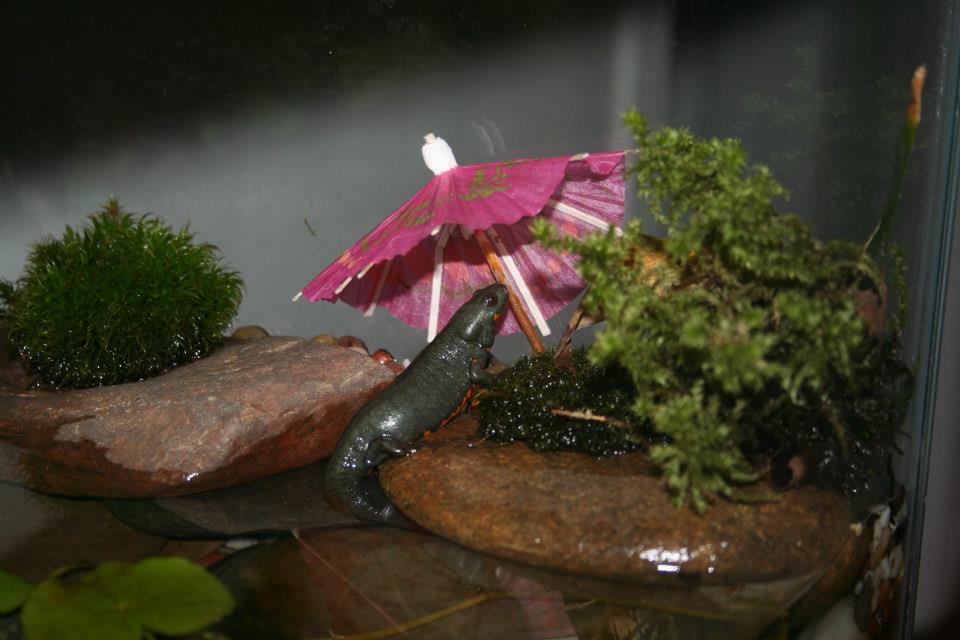 Umbrellas are good cover. :)
