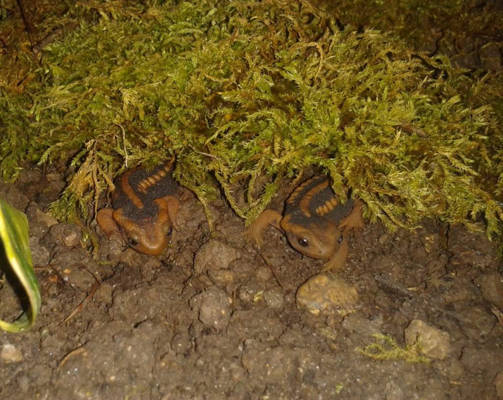Under the moss!