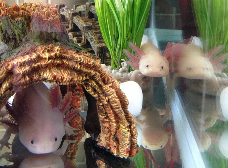 Underlay (left) And Yariba (right)